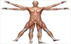 پاورپوینت نیازهای حرکت (35 اسلاید) - عضلات